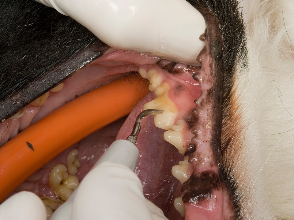 猫が大きく口を開けている写真