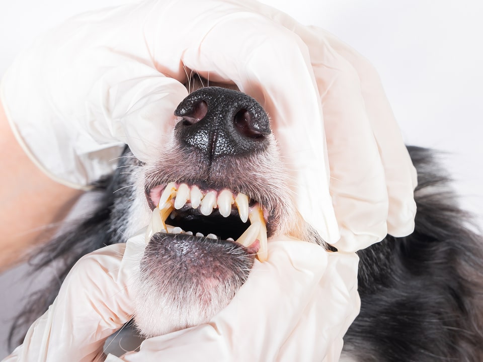 大きく口を開けている犬の写真