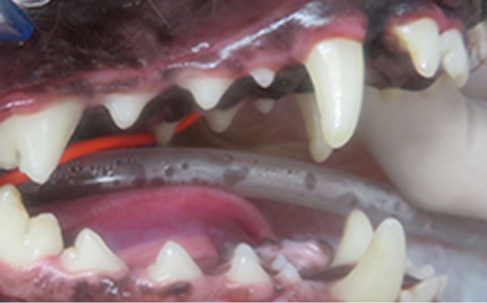 歯石の処置後写真