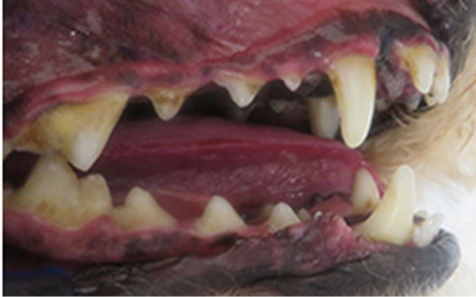 歯石の処置前写真