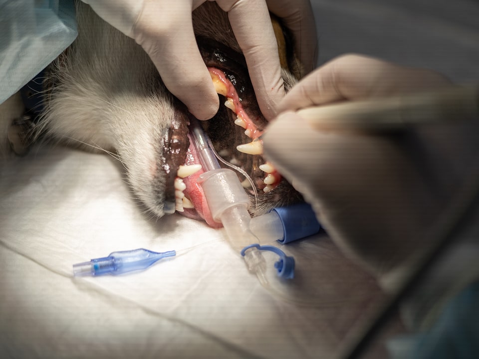 歯の破折の治療画像