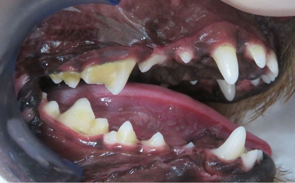 軽度歯周病の処置前写真