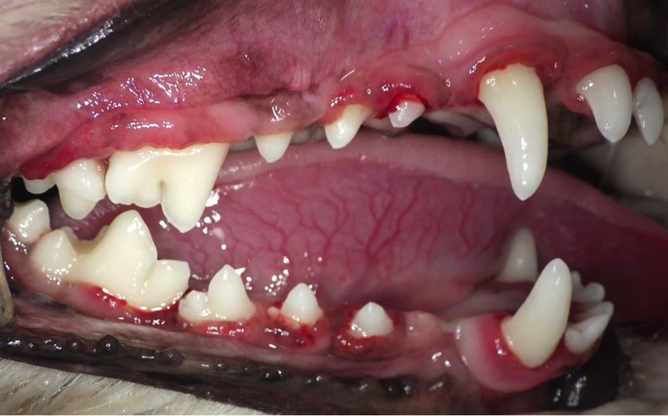 中度歯周病の処置後写真