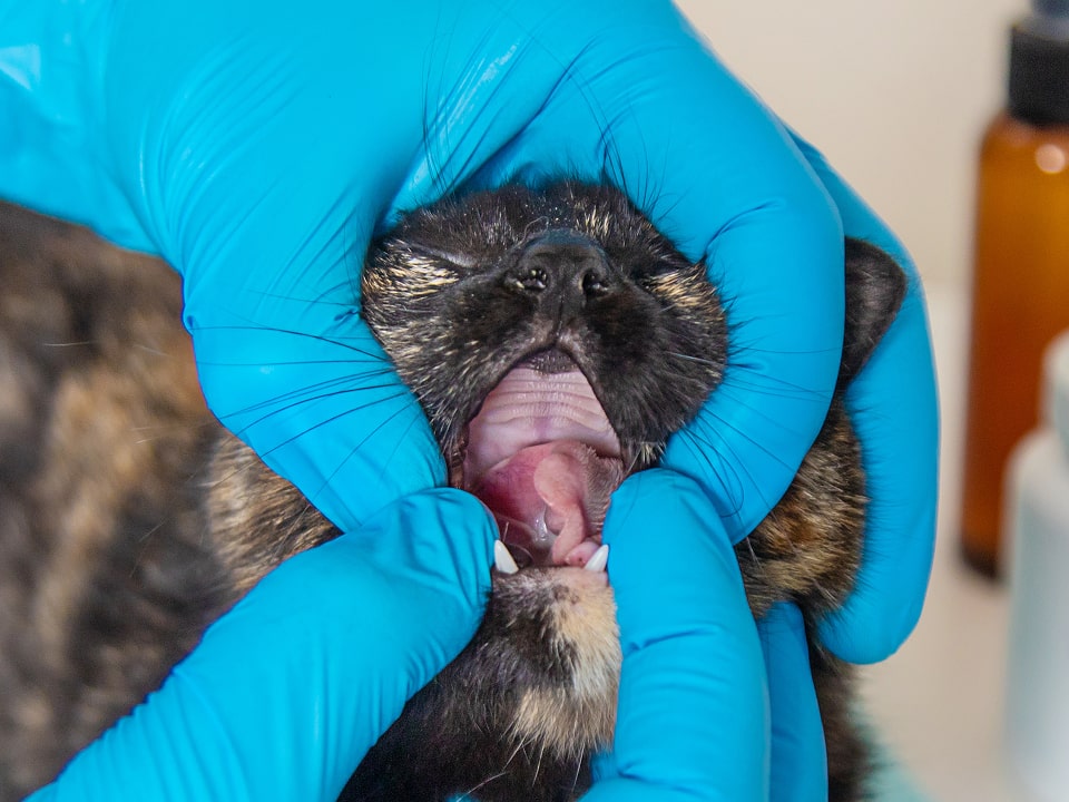 猫が大きく口を開けている写真