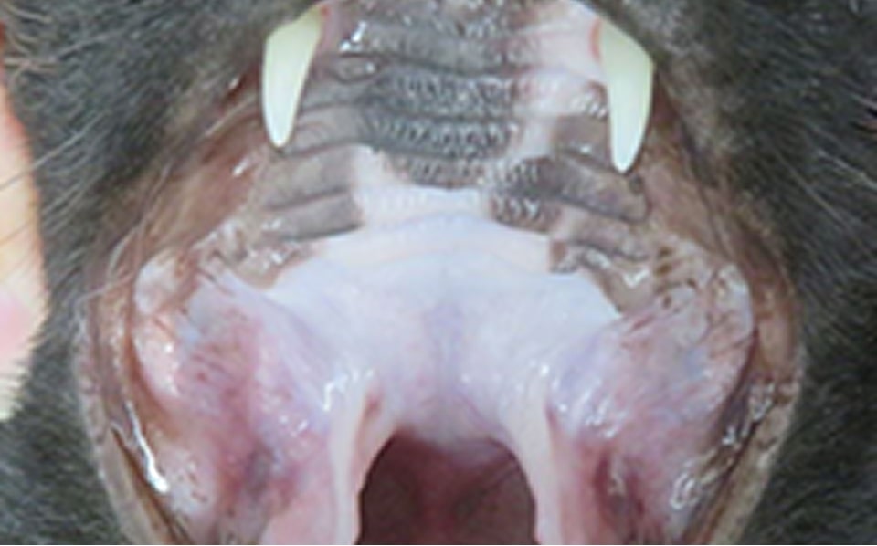 歯肉口内炎の処置後写真