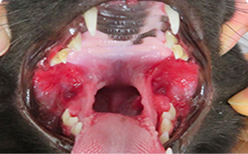 歯肉口内炎の処置前写真