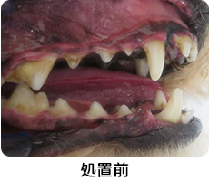 歯石処置前イメージ
